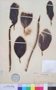 Specimen thumbnail